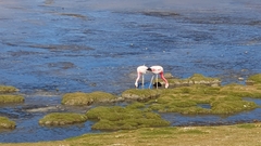 Phoenicoparrus andinus