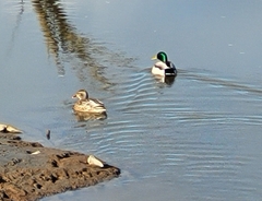 Anas platyrhynchos