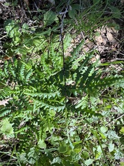 Pentagramma triangularis