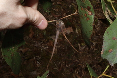 Apiomorpha munita