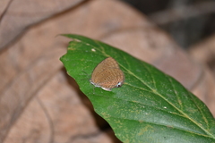 Arhopala major