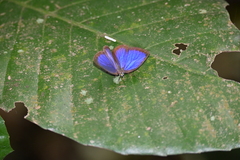 Arhopala major