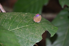 Arhopala major