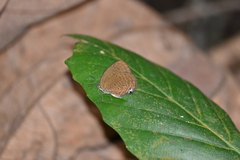 Arhopala major