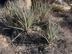 Yucca baccata