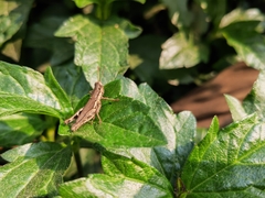Pseudoxya diminuta