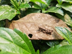 Pseudoxya diminuta