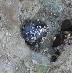 Calcinus laevimanus