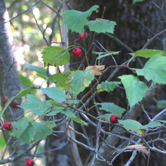 Crataegus macrosperma