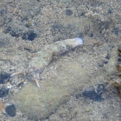 Plakobranchus ocellatus