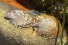 Crepidula onyx