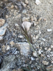Bromus rubens
