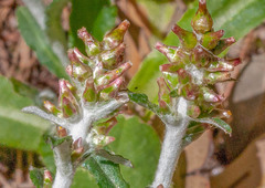 Gamochaeta americana