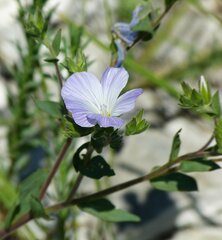 Linum hirsutum