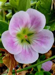 Geranium traversii