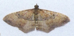 Orthonama obstipata