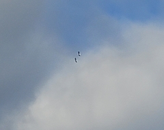 Haliaeetus leucocephalus
