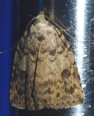 Tolpia conscitulana