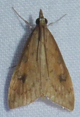Udea ferrugalis