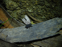 Poropterus melancholicus