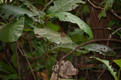 Arhopala