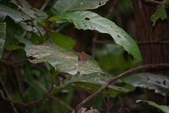 Arhopala