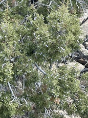 Juniperus californica