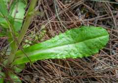 Gamochaeta americana