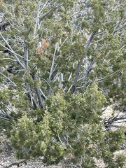 Juniperus californica