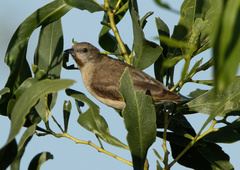 Conopophila rufogularis