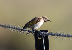 Conopophila rufogularis