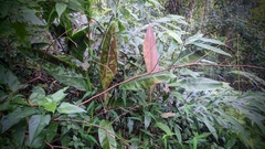 Musa acuminata zebrina