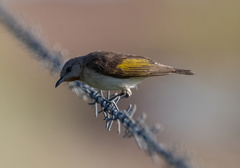 Conopophila rufogularis