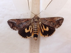 Hypocala deflorata