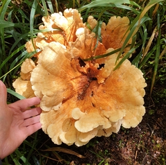 Bondarzewia kirkii