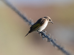 Conopophila rufogularis