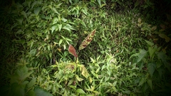 Musa acuminata zebrina