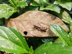 Pseudoxya diminuta