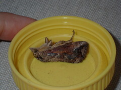 Hypocala deflorata