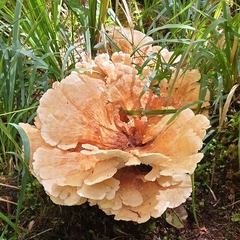 Bondarzewia kirkii