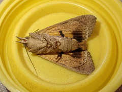 Hypocala deflorata