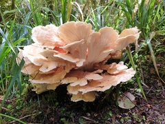 Bondarzewia kirkii
