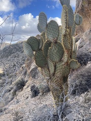 Opuntia chlorotica