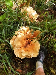 Bondarzewia kirkii