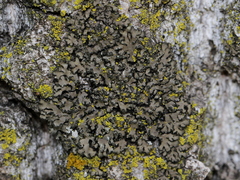 Phaeophyscia adiastola