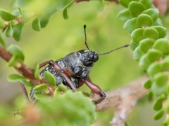 Catasarcus impressipennis