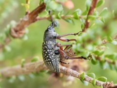 Catasarcus impressipennis