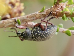 Catasarcus impressipennis