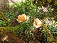 Bondarzewia kirkii
