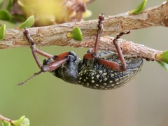 Catasarcus impressipennis